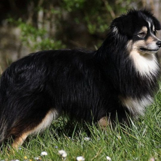 DES BERGERS DU MAINE Mâle Berger americain miniature