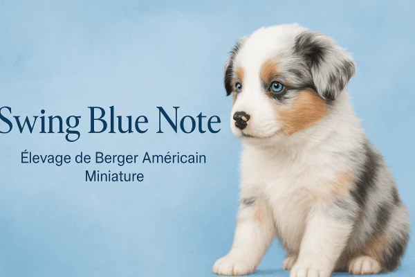 Swing Blue Note Berger Américain Miniature